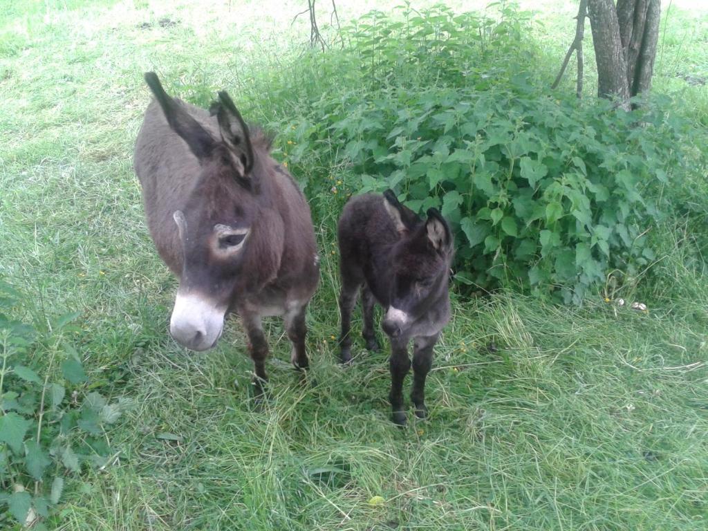Tourist Farm Pri Martinovih Villa Krška Vas Eksteriør bilde
